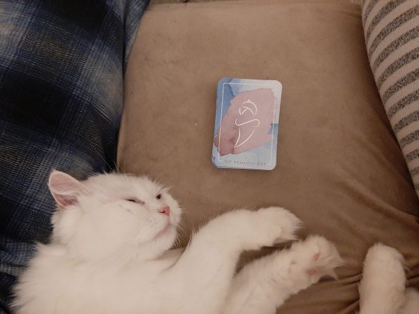 חתול שוכב על הספה לצד חבילת קלפי משחק בין שני בני זוג